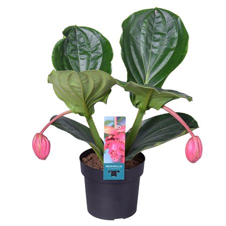 Medinilla Magnifica Flamenco 2+