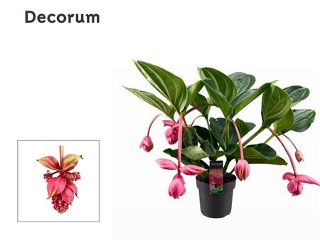 Medinilla Magnifica Flamenco 2 Etage 6 Knop (decor