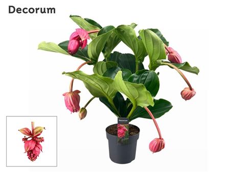 Medinilla Magnifica Flamenco 3 Etage 5+ Knop (deco