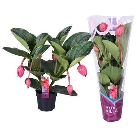 Medinilla Magnifica Flamenco 2 Etage 6fl. Exclusiv