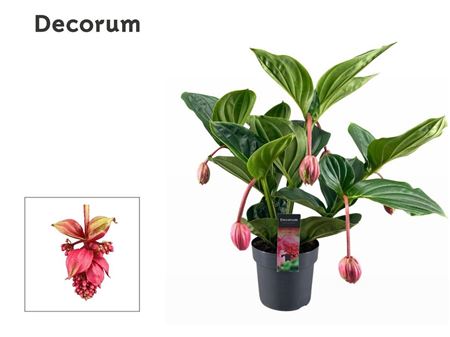 Medinilla Magnifica Flamenco 2 Etage 5+ (decor