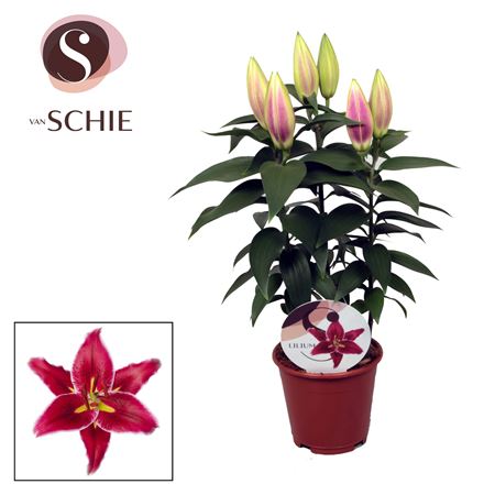Lilium Or Magny Cours 3pp