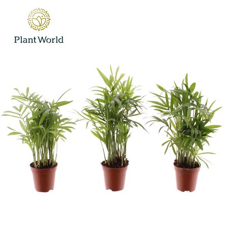 Chamaedorea Tiny (decorum)