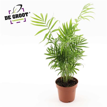 Chamaedorea Elegans