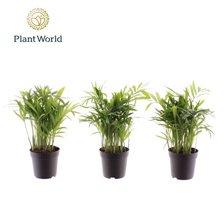 Chamaedorea Elegans (decorum)