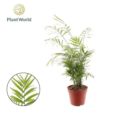 Chamaedorea Elegans Variegated