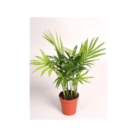 Chamaedorea Elegans