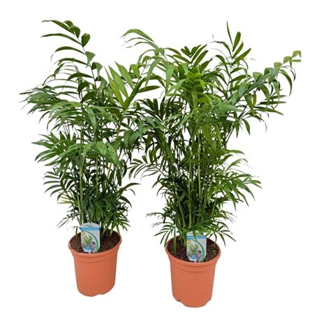 Chamaedorea Elegans Extra