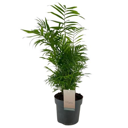 Chamaedorea Elegans