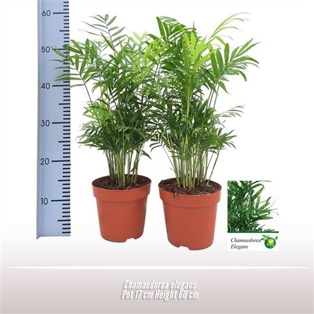 Chamaedorea Elegans