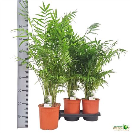 Chamaedorea Elegans