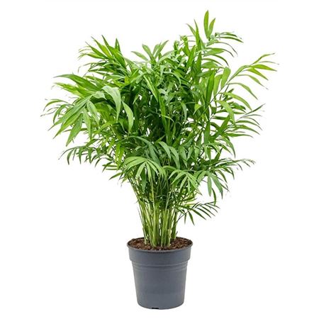 Chamaedorea Elegans