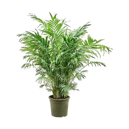 Chamaedorea Elegans