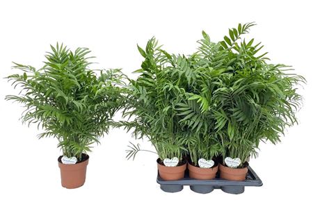 Chamaedorea Elegans