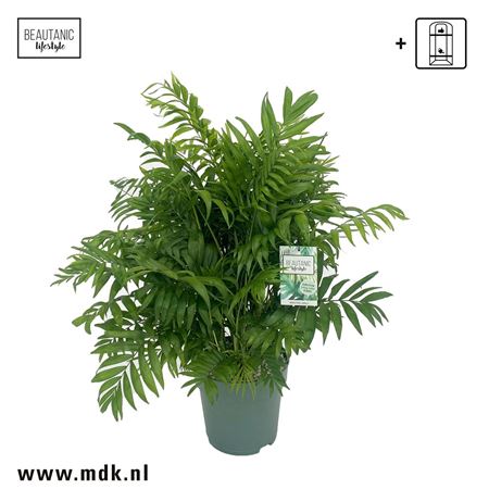 Chamaedorea Elegans