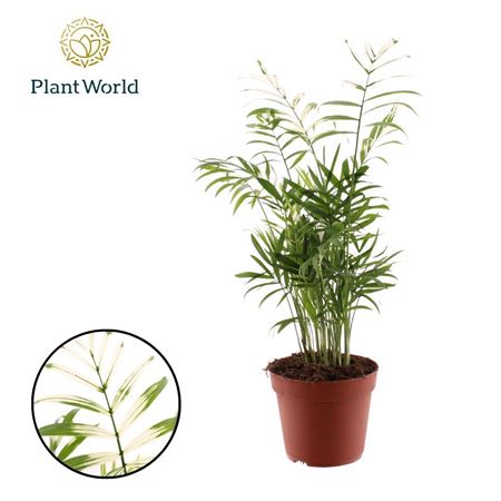 Chamaedorea Elegans Variegata