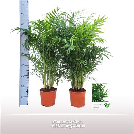 Chamaedorea Elegans
