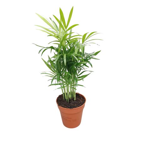 Chamaedorea Elegans