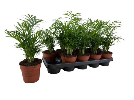Chamaedorea Elegans