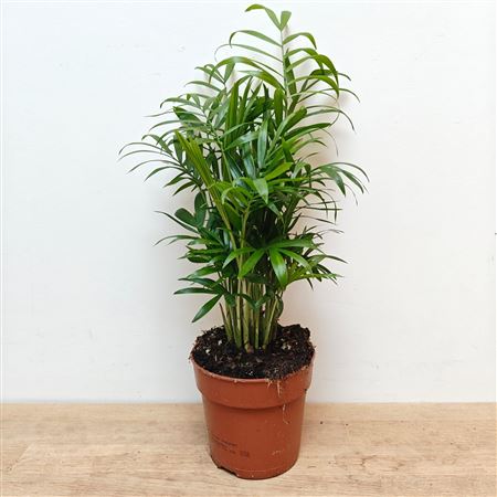 Chamaedorea Elegans