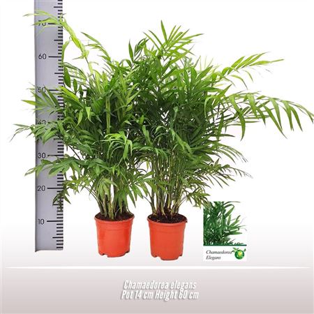 Chamaedorea Elegans
