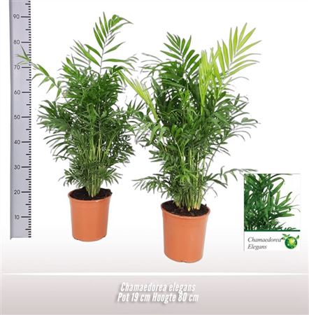 Chamaedorea Elegans