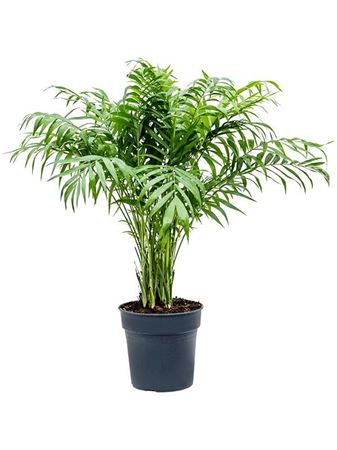 Chamaedorea Elegans