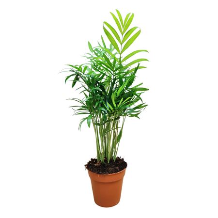 Chamaedorea Elegans