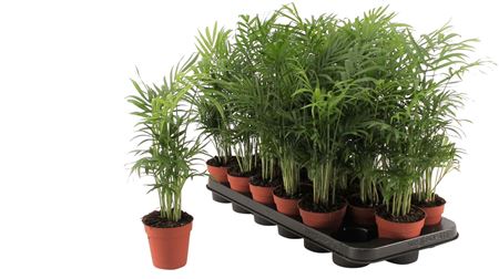 Chamaedorea Elegans