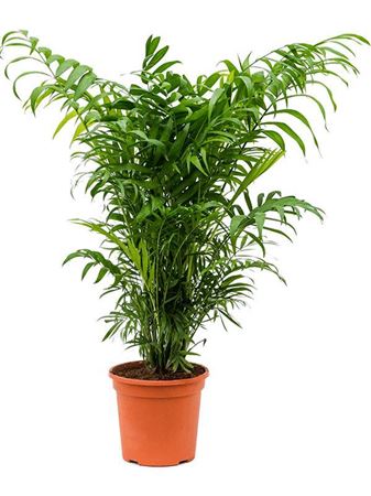 Chamaedorea Elegans