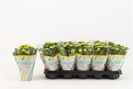 Kal Cal Double Yellow