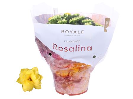 Kal Ros Royale Yellow.