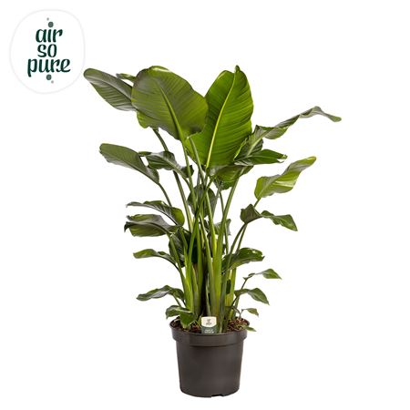 Strelitzia Nicolai