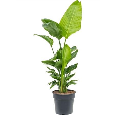 Strelitzia Nicolai
