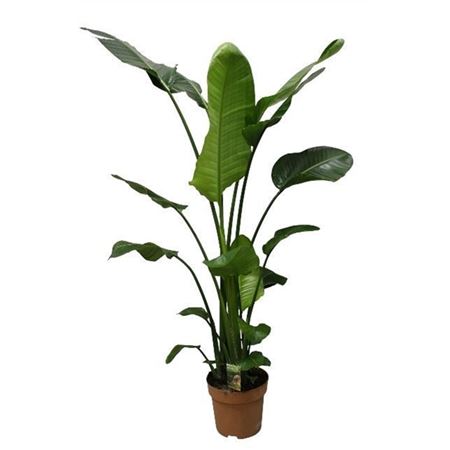 Strelitzia Nicolai