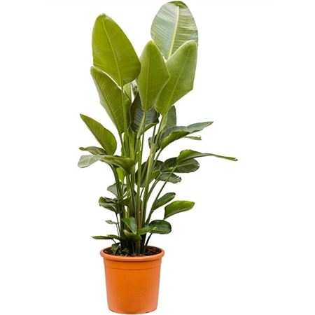 Strelitzia Nicolai