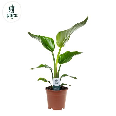 Strelitzia Nicolai Air So Pur