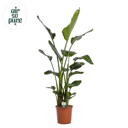 Strelitzia Nicolai