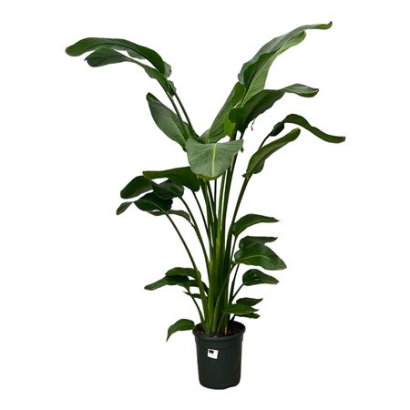 Strelitzia Nicolai 3pp.