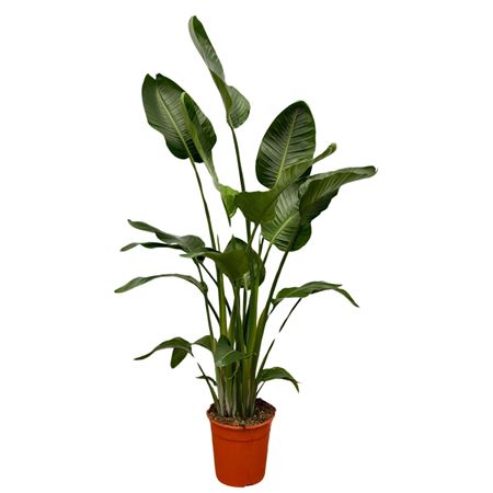 Strelitzia Nicolai 4pp.