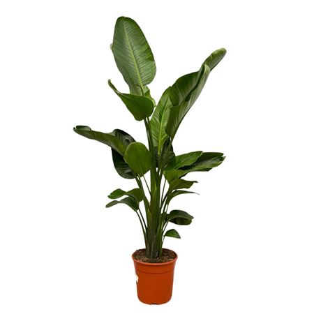 Strelitzia Nicolai 3pp.