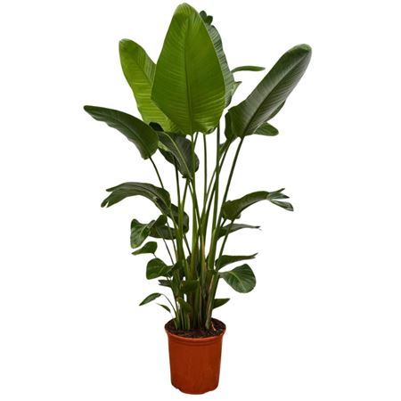 Strelitzia Nicolai 6pp.