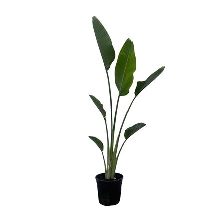 Strelitzia Nicolai 1pp