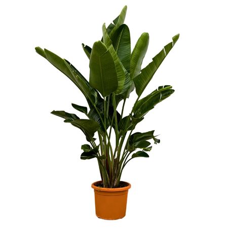 Strelitzia Nicolai 5pp