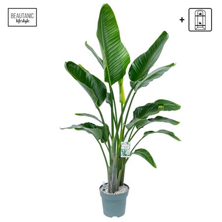 Strelitzia Nicolai