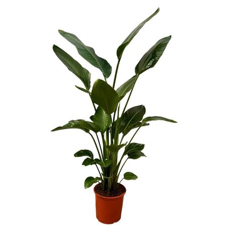 Strelitzia Nicolai 4pp.