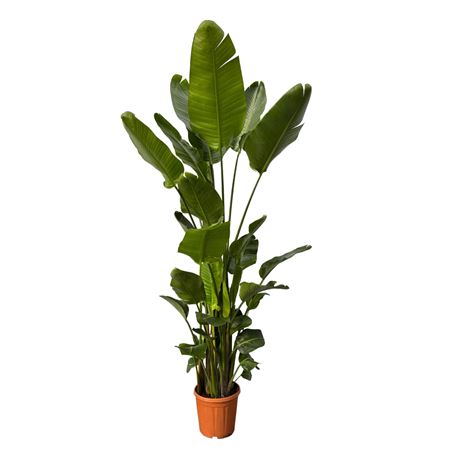 Strelitzia Nicolai 6pp.