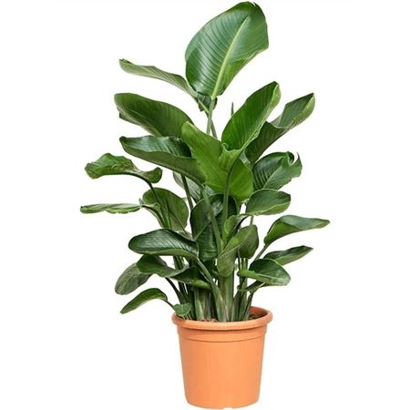 Strelitzia Nicolai
