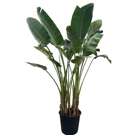 Strelitzia Nicolai