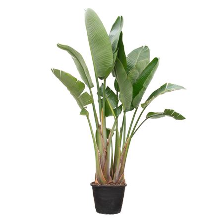 Strelitzia Nicolai 3pp.